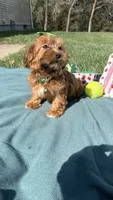 Molly , a female Havanese for sale in Norfolk, NE – 5 of 6
