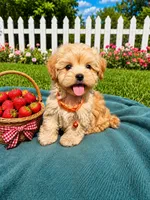 Teddy, a male Havanese for sale in Norfolk, NE – 1 of 7