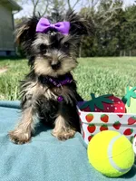Whinnie , a female Miniature Schnauzer and Poodle - Toy  for sale in Norfolk, NE – 2 of 3