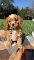 Murphy, a male Cavapoo for sale in Norfolk, NE – 3 of 9