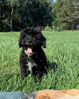 Drew, a male Havapoo for sale in Norfolk, NE – 2 of 9