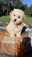 Ty, a male Maltipoo and Shih Tzu for sale in Norfolk, NE – 7 of 9