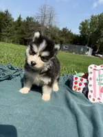 Cam, a male Pomsky for sale in Norfolk, NE – 3 of 9