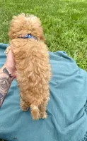Kaleb , a male Maltipoo for sale in Norfolk, NE – 6 of 8