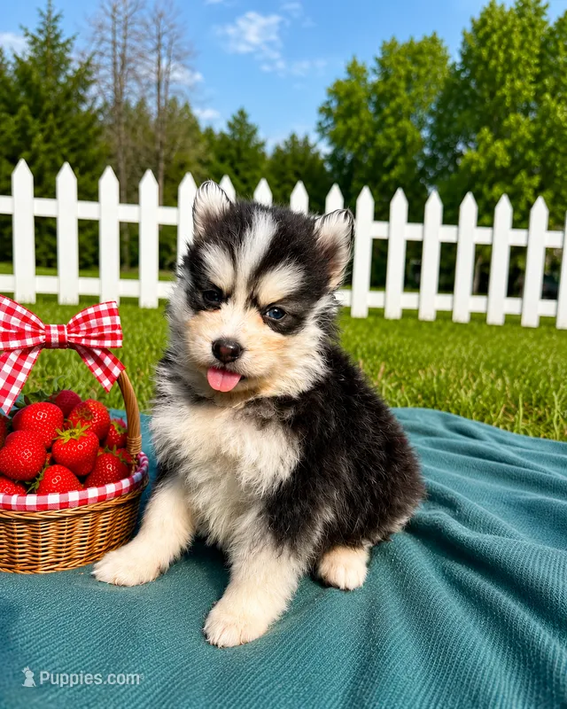 Cam – Pomsky puppy for sale in Norfolk, NE
