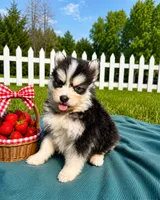 Cam, a male Pomsky for sale in Norfolk, NE – 1 of 9