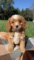 Murphy, a male Cavapoo for sale in Norfolk, NE – 5 of 9