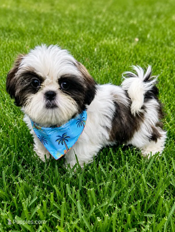 Danny – Shih Tzu puppy for sale in Norfolk, NE