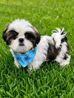 Danny, a male Shih Tzu for sale in Norfolk, NE – 1 of 3