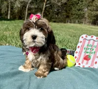Remi , a female Havanese for sale in Norfolk, NE – 2 of 7