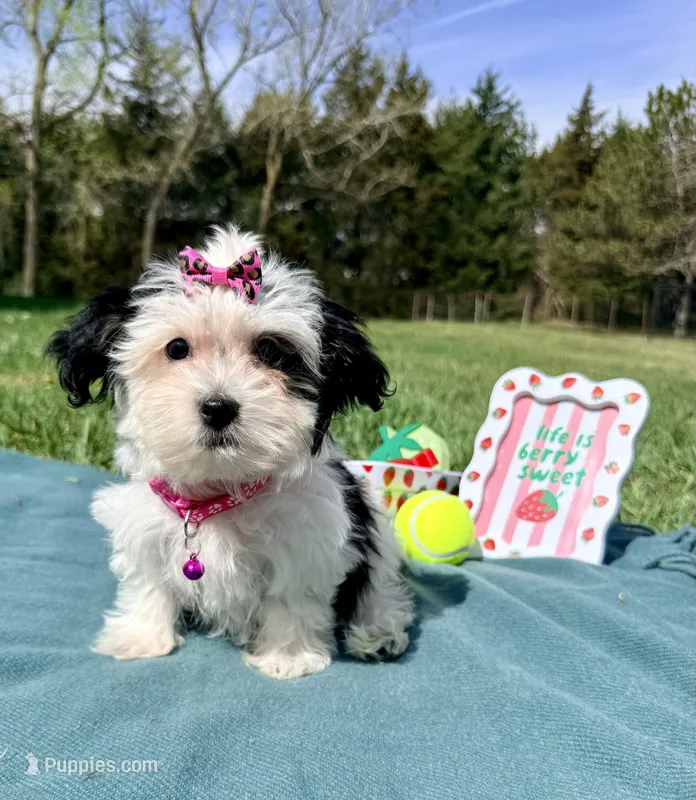 Jasmine  – Maltese, Havamalt puppy for sale in Norfolk, NE
