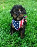 Harrison , a male Poodle - Toy  for sale in Norfolk, NE – 3 of 4