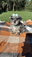 Mia, a female Maltipoo and Shih Tzu for sale in Norfolk, NE – 5 of 9
