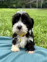 Thomas, a male Havanese for sale in Norfolk, NE – 3 of 6