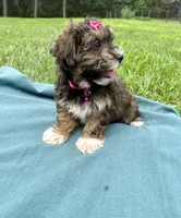 Addie , a female Havanese for sale in Norfolk, NE – 3 of 9