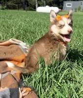 Cookie, a female Pomsky for sale in Norfolk, NE – 2 of 10