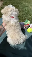 Bentley , a male Maltese and Havamalt for sale in Norfolk, NE – 5 of 5