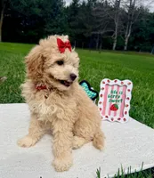 Micromini Holly, a female Goldendoodle for sale in Norfolk, NE – 4 of 6
