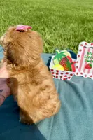 Gemma, a female Havanese for sale in Norfolk, NE – 4 of 8