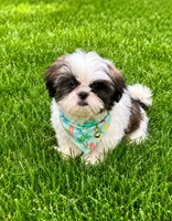 Danny, a male Shih Tzu for sale in Norfolk, NE – 2 of 3