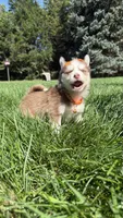 Cookie, a female Pomsky for sale in Norfolk, NE – 9 of 10