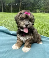 Addie , a female Havanese for sale in Norfolk, NE – 2 of 9