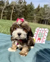 Remi , a female Havanese for sale in Norfolk, NE – 3 of 7