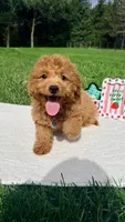 Micromini Hudson , a male Goldendoodle for sale in Norfolk, NE – 2 of 5