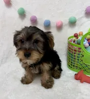 Zeke , a male Yorkshire Terrier for sale in Norfolk, NE – Photo 2 of 6