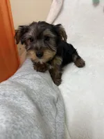 Zeke , a male Yorkshire Terrier for sale in Norfolk, NE – Photo 6 of 6