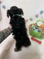 Zeke , a male Yorkshire Terrier for sale in Norfolk, NE – Photo 5 of 6