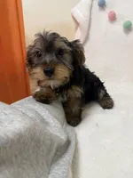 Zeke , a male Yorkshire Terrier for sale in Norfolk, NE – Photo 4 of 6