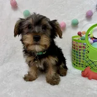 Zeke , a male Yorkshire Terrier for sale in Norfolk, NE – Photo 1 of 6