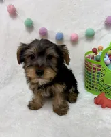 Zeke , a male Yorkshire Terrier for sale in Norfolk, NE – Photo 3 of 6