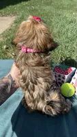 Remi , a female Havanese for sale in Norfolk, NE – 7 of 7
