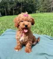 Savvy, a female Havapoo for sale in Norfolk, NE – 3 of 5