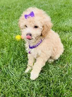 MicroMini Molly , a female Goldendoodle for sale in Norfolk, NE – 2 of 2