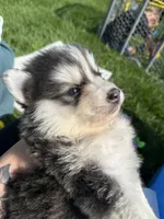 Blue, a male Pomsky for sale in Norfolk, NE – 10 of 10