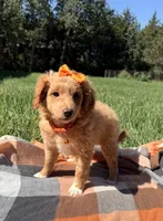 Penny , a female Miniature Goldendoodle for sale in Norfolk, NE – 5 of 7