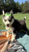 Dolly, a female Pomsky for sale in Norfolk, NE – 5 of 8