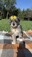 Stella, a female Maltipoo and Shih Tzu for sale in Norfolk, NE – 10 of 10