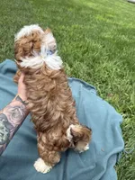 Garrett , a male Havanese for sale in Norfolk, NE – 7 of 10