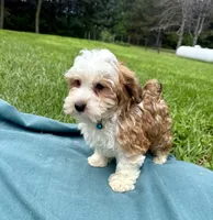 Garrett , a male Havanese for sale in Norfolk, NE – 4 of 10