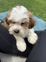 Garrett , a male Havanese for sale in Norfolk, NE – 9 of 10