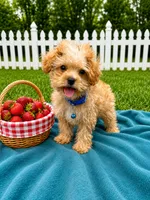 Kaleb , a male Maltipoo for sale in Norfolk, NE – 1 of 8