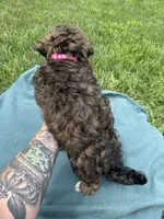 Addie , a female Havanese for sale in Norfolk, NE – 5 of 9