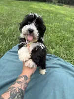 Thomas, a male Havanese for sale in Norfolk, NE – 5 of 6