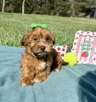 Molly , a female Havanese for sale in Norfolk, NE – 1 of 6