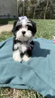 Jazz, a female Maltese and Havamalt for sale in Norfolk, NE – 6 of 8