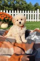 Ty, a male Maltipoo and Shih Tzu for sale in Norfolk, NE – 5 of 9